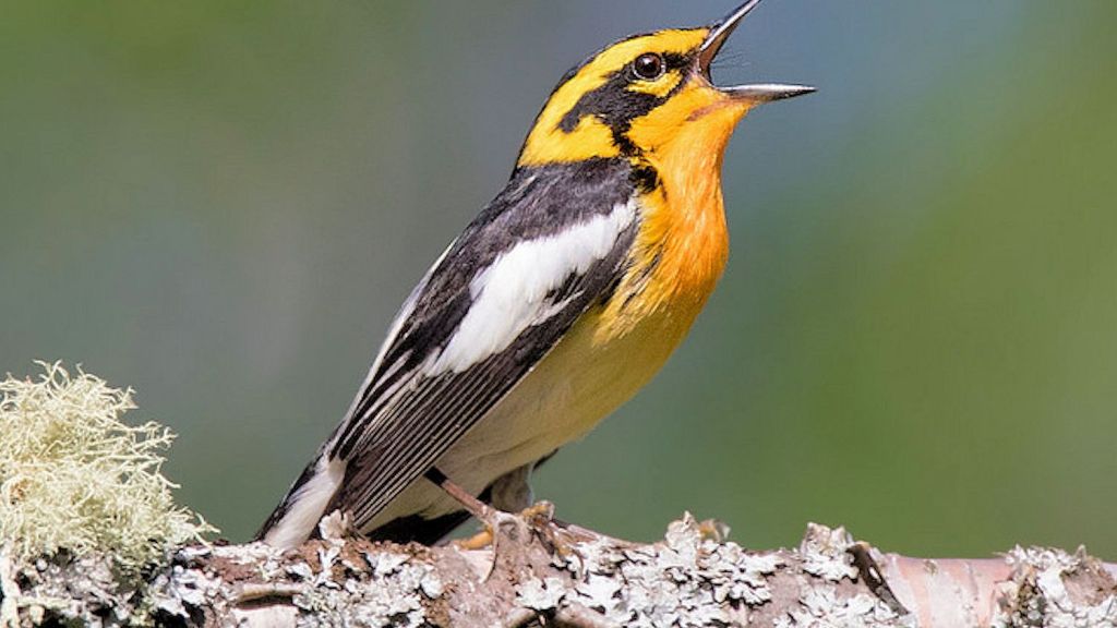 BirdNerd – Bird Song Identifier